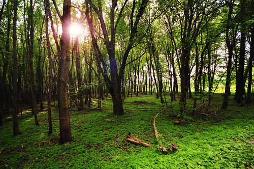 sun green forest woods nikon sigma sunny flare mysterious rays 1020mm tress d300 postprocessing