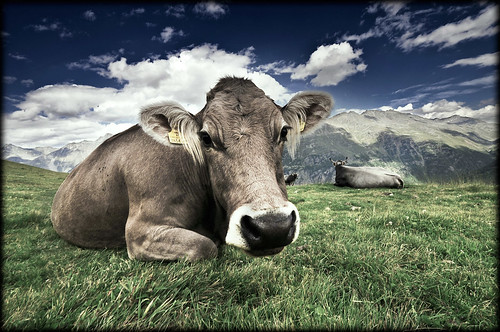 austria latte mucca alpi montagna monti mucche pascolo stebo stefanobottari