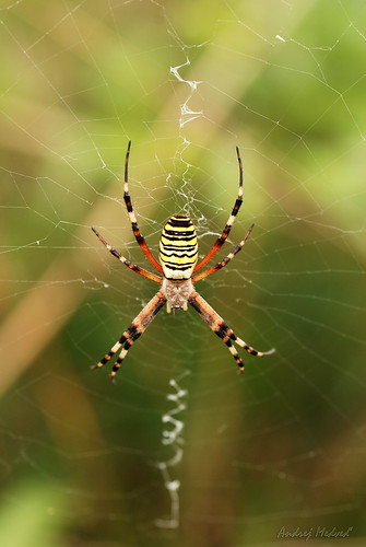 spider vojvodina argiope srbija srbsko bački bačka križiak pavúk báčka báčsky