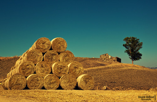 canon landscapes mark ii uno campo 5d albero luigi sicilia rudere balle fieno nessuno pirandello caltanissetta centomila