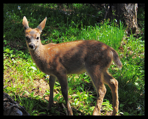 travel vacation portrait fauna washington hiking hike deer pacificnorthwest olympicnationalpark faun sunriseridge