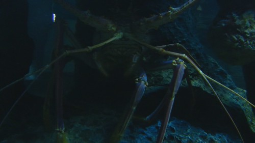 movie aquarium video kid tank legs northcarolina clip lobster feeling wilmington fortfisher feelers caribbeanspinylobster panulirusargus northcarolinaaquariumatfortfisher