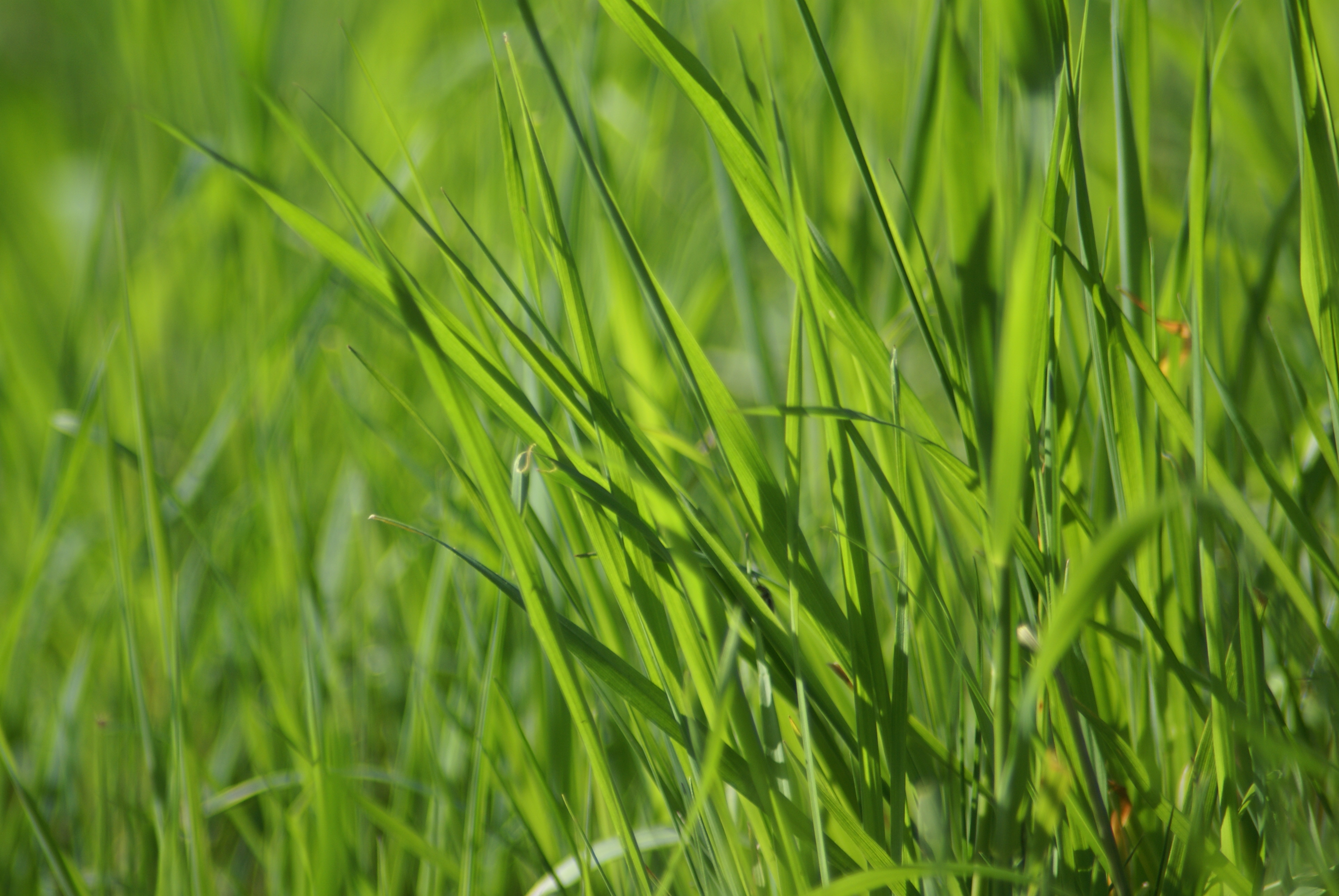 Grassprietjes met macro | Flickr - Photo Sharing!