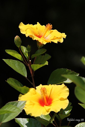light summer sunlight plant flower nature canon petal hibiscus ef70200mmf28lisusm eos7d canoneos7d