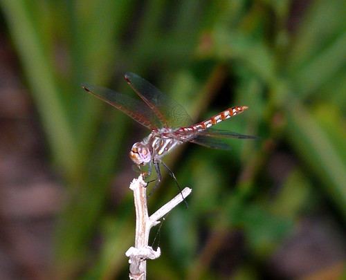oklahoma dragonfly odonata libellulidae sympetrumcorruptum variegatedmeadowhawk woodscounty