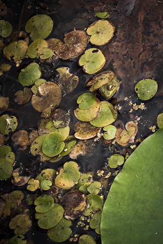 ontario canada nationalpark frog september wetlands boardwalk pelee marsh lilypads pointpelee southwestern