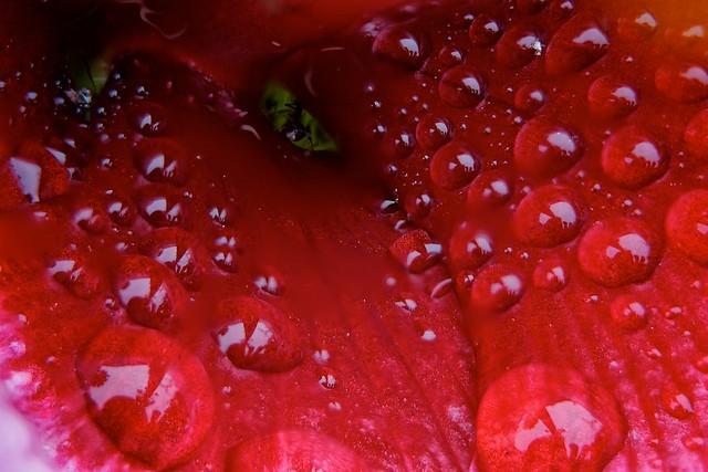 Hibiscus after a rain #2