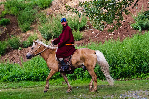 horses animals asia mongolia mng naturelandscape