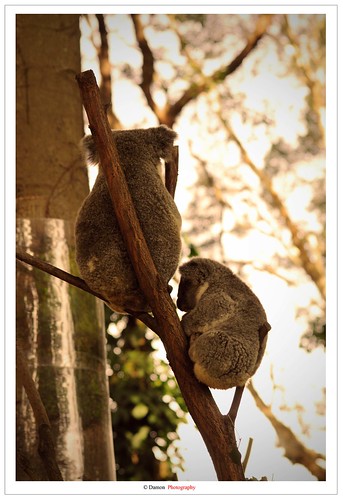 trip travel tree daddy climb nikon dad father sigma australia son climbing treetrunk koala trunk mm likefatherlikeson sanctuary currumbin 70300 d90 sigma70300mm nikond90