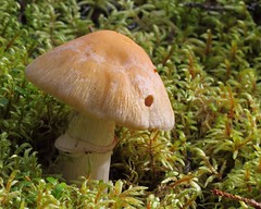    gypsy mushroom  