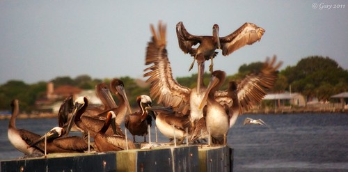 pelicans florida stjohnsriver mayport