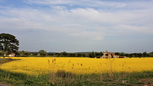flowers panorama nature landscape giallo springtime trasimeno
