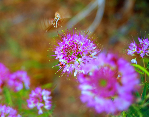 county flower mamiya closeup colorado hummingbird moth velvia 100 morgan 90mm rb67 sekor f38