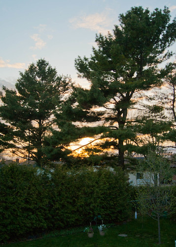 trees sunset plants plant flickr dusk evergreen pines evergreens subject coniferous porthope