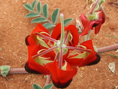 Fabaceae>Swainsona formosa Sturt's Desert Pea DSCF4364