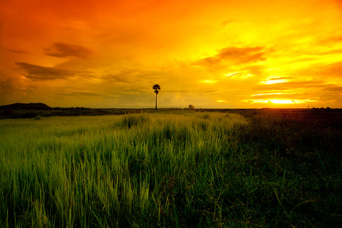 sunset water field clouds cambodia rice siemreap patty