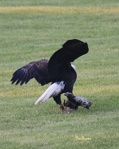 ohio lake mike nature animals pine eagle bald raptor dee mikeanddeebrown