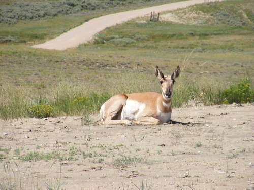 antelope resting wyoming kemmerer