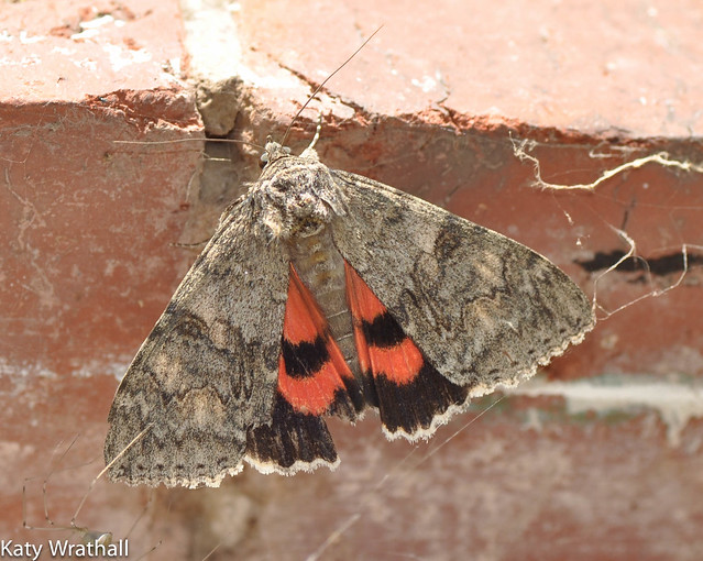 Red underwing moth