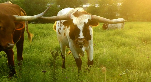 missouriagriculture cattle cow bull leessummit missouri unitedstates usa america kodak longhorn charge dianakae danger animal rural