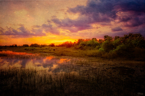 sunset landscape florida parks textures motat pembrokepines colorphotoaward chapeltrail tatot