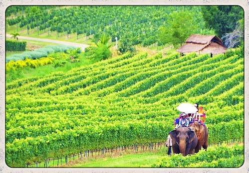 elephant thailand vineyard vines wine thai huahin grape iphone