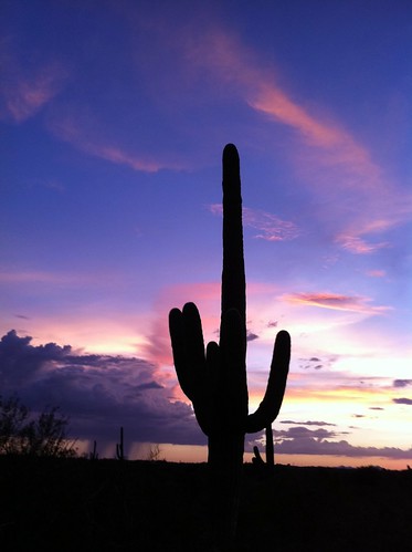 arizona cactus sky nature silhouette landscape tucson dusk peaceful rainstorm serene saguaro saguaronationalpark sonorandesert