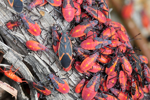 park red eye creek bugs kansas eastern wichita chisholm boxelder chisholmcreekpark