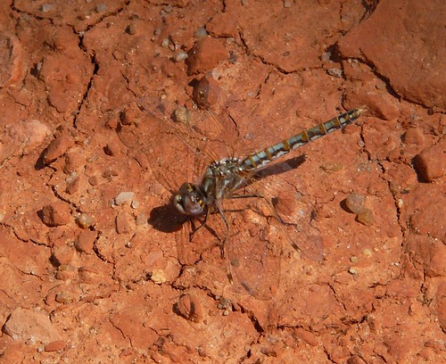 oklahoma dragonfly odonata libellulidae sympetrumcorruptum variegatedmeadowhawk