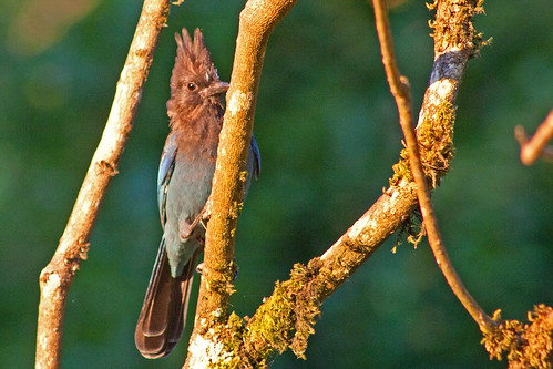 bird nature bluebird stellersjay cyanocittastelleri