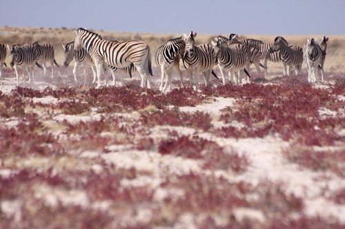 africa park nature desert zebra desierto pan namibia arid naturepark etosha zebras afrique désert saltpan namibie zèbre kunene etoshapan halali aride