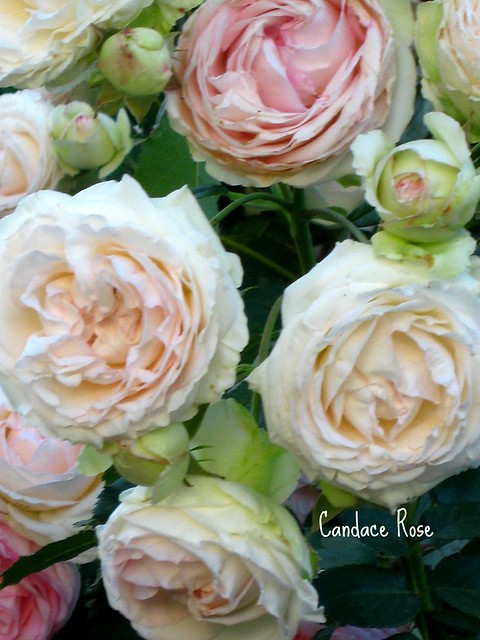 Old English Rose Bouquet
