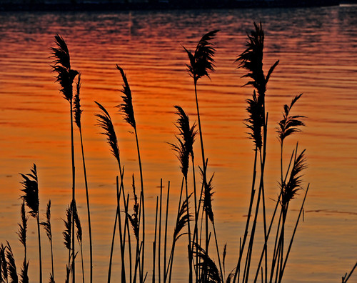 sunset silhouette reeds spring mcc owensound