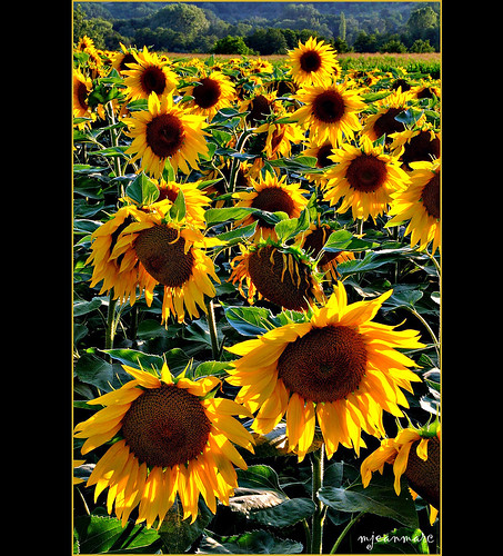 flowers nature yellow jaune landscape soleil nikon sunflower paysage girasole tournesol 10010 d90