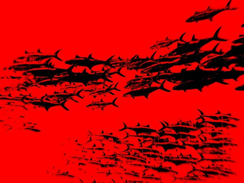 school red summer fish abstract art silhouette fun aquarium fortfisher flipmode79