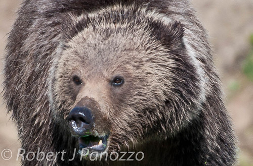 bear yellowstonenationalpark yellowstone grizzly grizz grizzlybear goldwildlife
