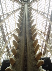Sperm Whale Teeth, Oxford