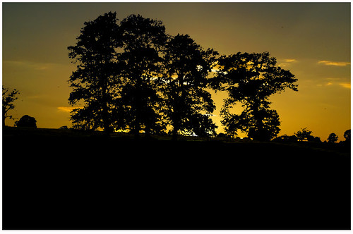 trees sunset summer hill wiltshire silhoutte bowood mygearandme ringexcellence