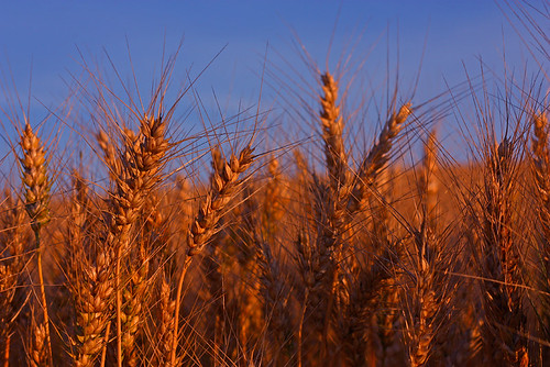 field oregon canon prime gold farm wheat abbeyroad agriculture canon50mmf18 bedbreakfast goldenhour xsi primelens pse8 abbeyroadfarmbedbreakfast