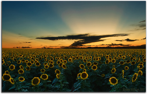 sunset colorado denver sunflower summertime crepuscularrays lightrays billions
