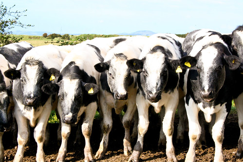 Group of cattle