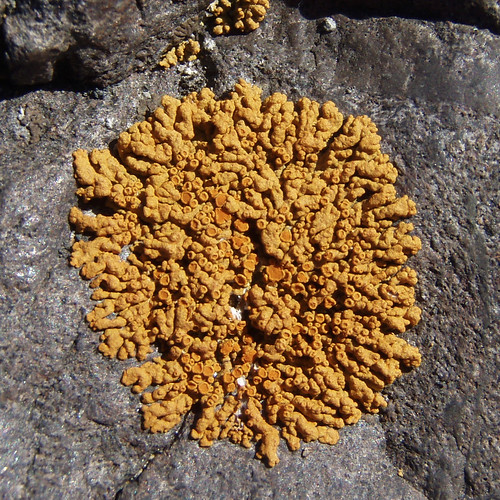 québec lichen caloplaca côtenord teloschistaceae pointedesmonts caloplacamarina pariétine