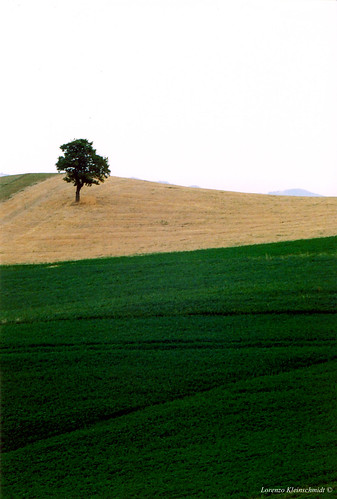 tree slr film geometric grass 35mm countryside geometry shapes praktica flickraward