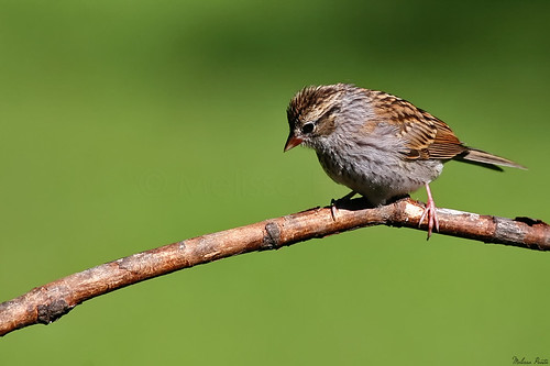 ny birds yard sparrow vestal