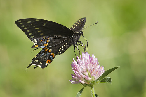 ohio butterfly blackswallowtail moundroad caesarcreekstatepark harveysburg