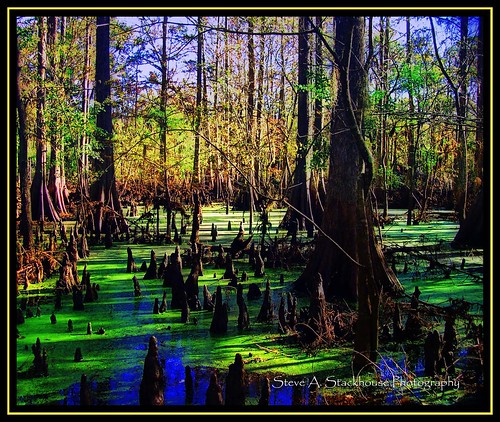 autumn fall nature river landscape florida scenic cypress fl nationalgeographic withlacoocheeriver