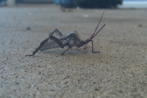 nature bug insect dino random ground rhino asphalt bugslife bugsview floorview boweeville