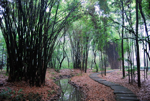 china green forest bamboo chengdu sichuan dufu 201106