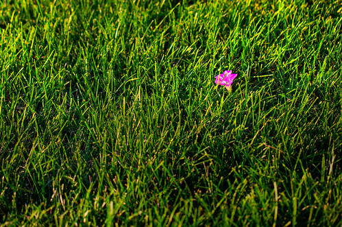 flowers negativespace 365 day240 intheyard day240365 3652011 365the2011edition week35theme 082811