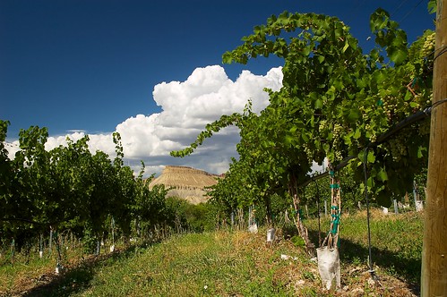 blue summer hot clouds skies wine vineyards grapes agriculture palisade mesa grandjunction westernslope mesacounty